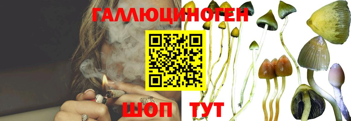 Псилоцибиновые грибы мицелий Владивосток